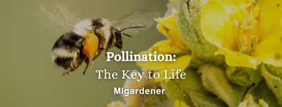 Pollination: The Key to Life