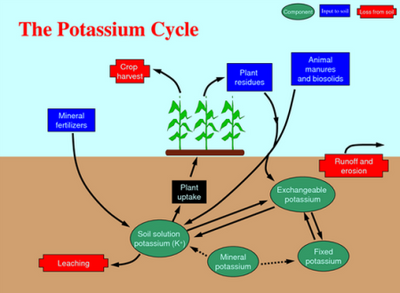 The Role Of Potassium In The Garden