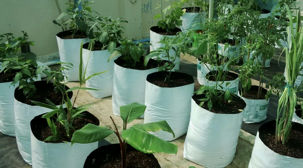 The Best Choice for Container Gardening: An Intro to Grow Bags – MIgardener