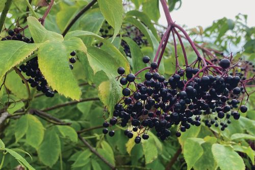 A growing elderberry tree.