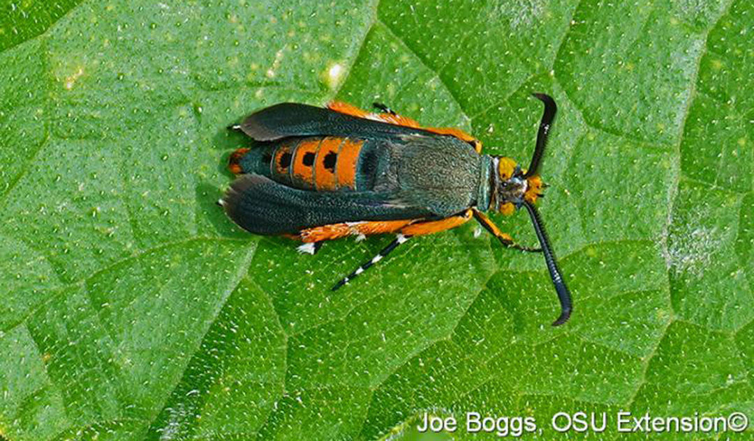 Adult squash vine borers on a leaf. 