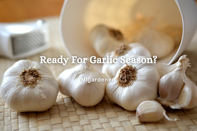 Are You Ready For Garlic Season?
