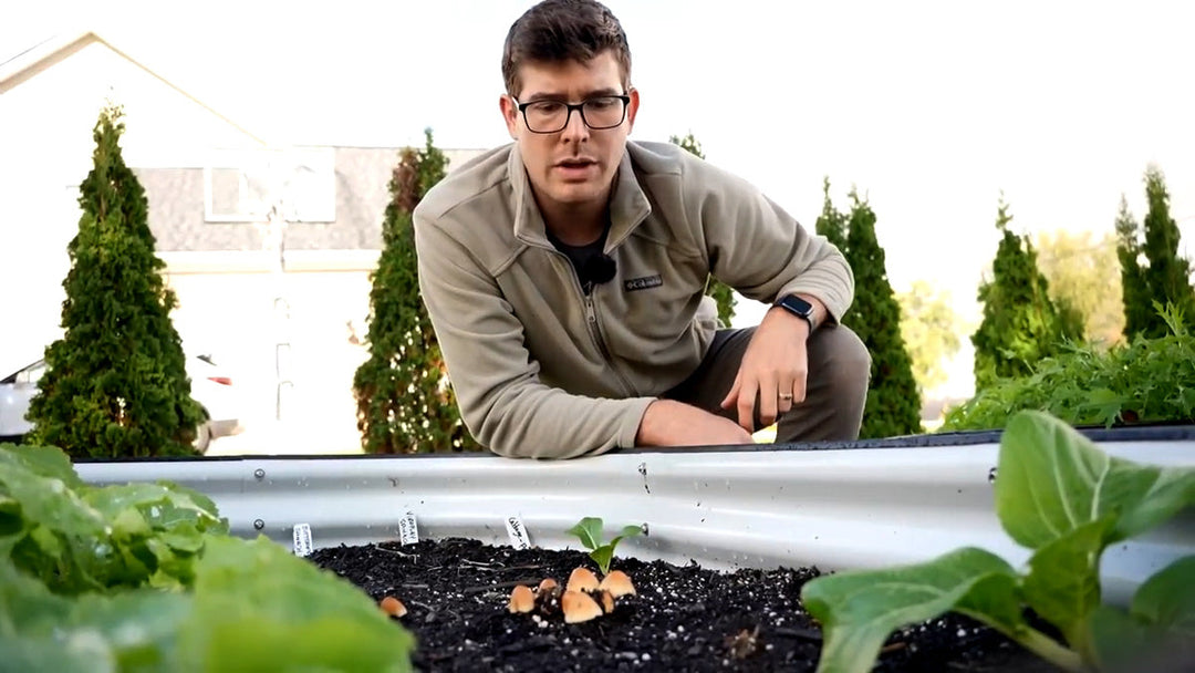 A man looking at mushroom growing in a garden.