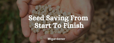 Seed Saving From Start To Finish - MIgardener