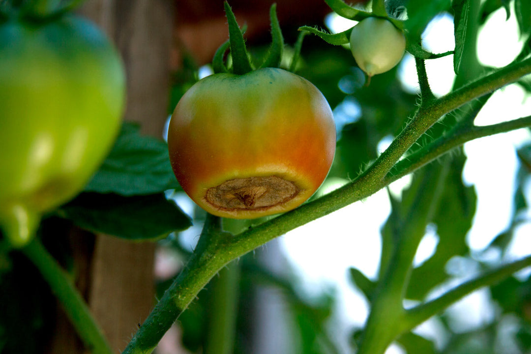 Picture of a tomato with blossom end rot.