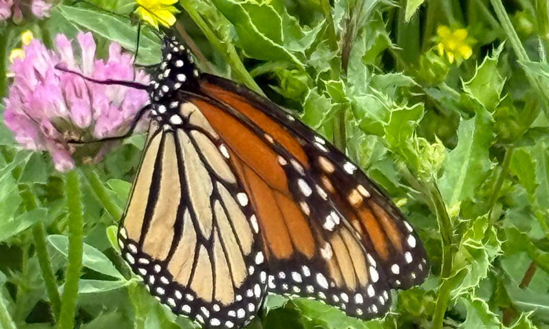 A butterfly pollinating a flower.