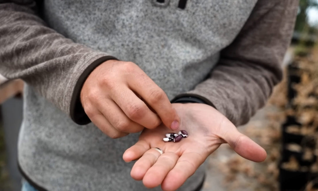 A man demonstrating how to save bean seeds.