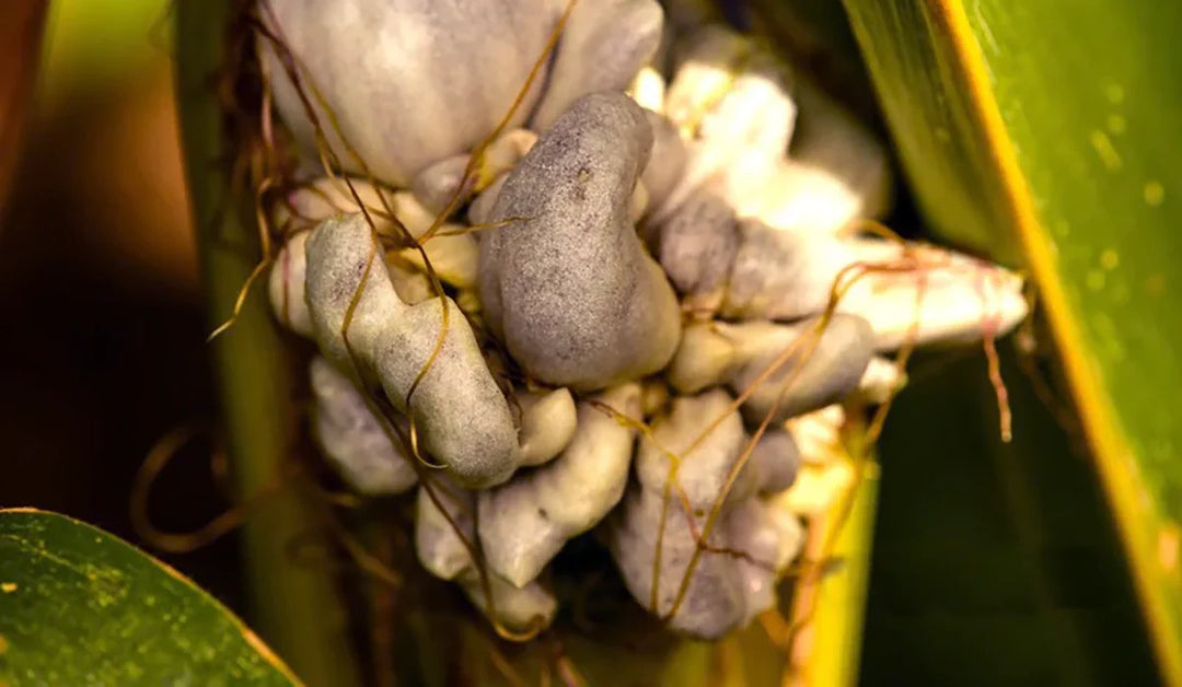 Corn smut fungi growing on an ear of corn.