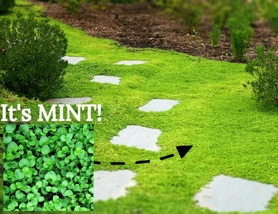 Garden Barefoot With These 5 Amazing Living Ground Covers