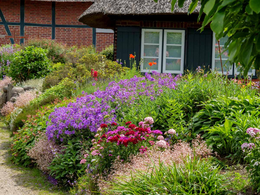 A quaint cottage garden full of flowers.