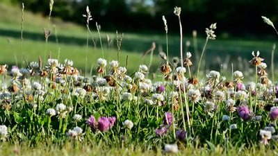 How & Why You Should Use Cover Crops in Your Home Garden