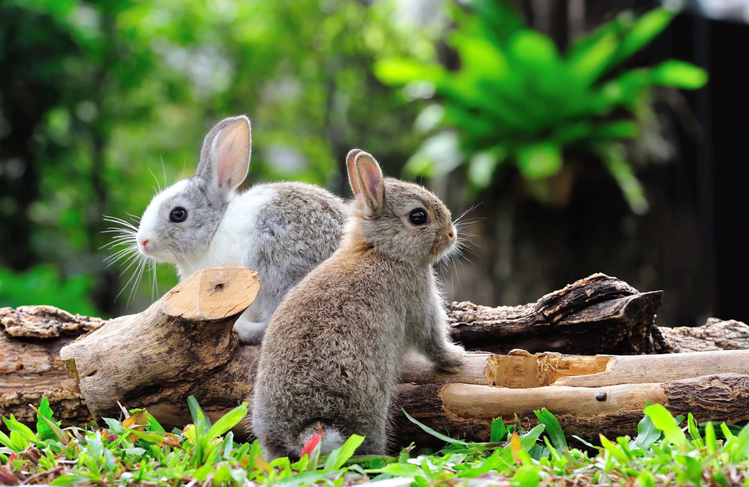 Two rabbits in a garden.