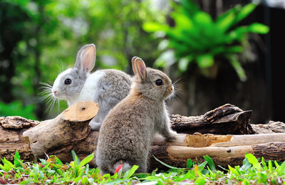 How to Keep Rabbits Out of the Garden: Effective Tricks