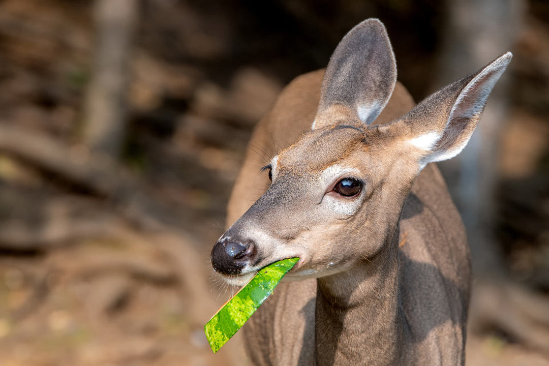 A deer eating watermelon.