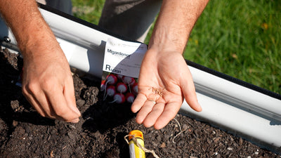 Direct Sowing Seeds: A Guide to Successful Planting