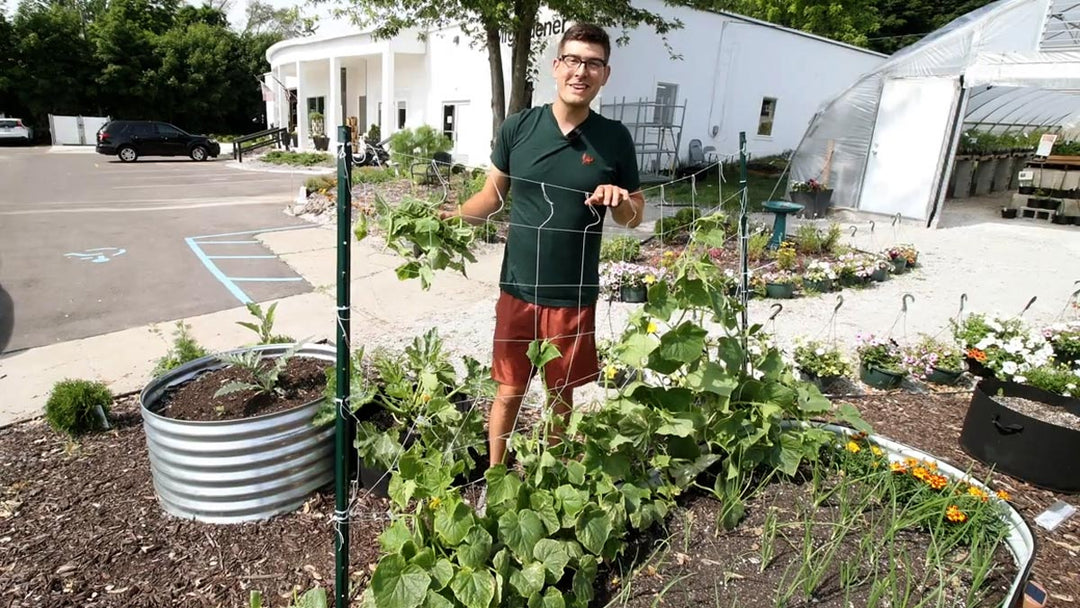 A man building a DIY cucumber trellis.