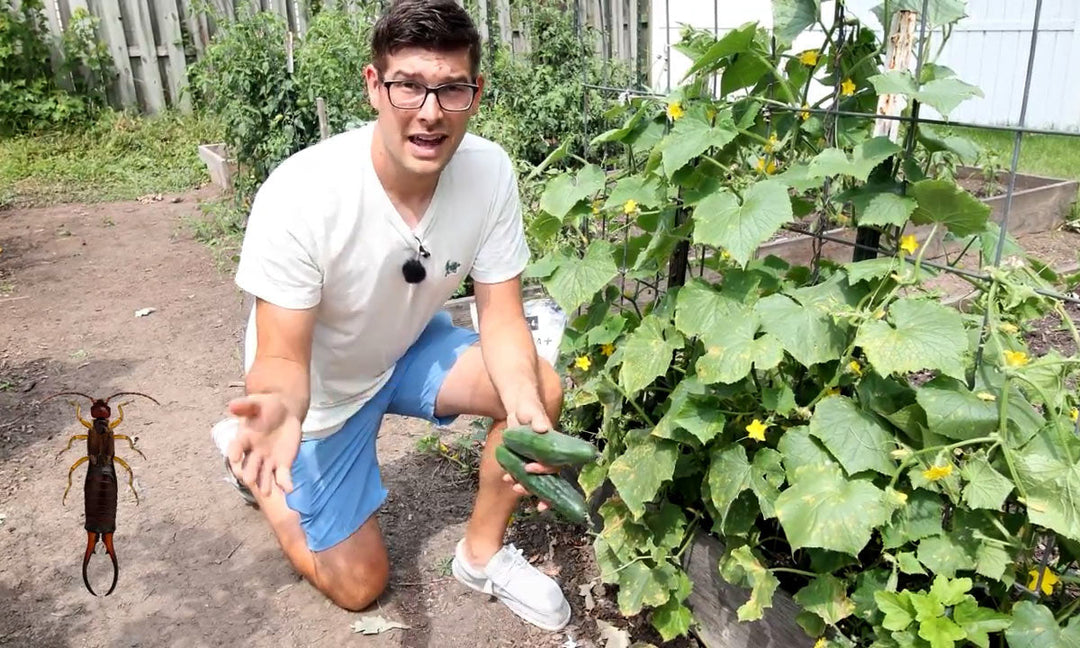 A man talking about how to get rid of earwigs in a garden.