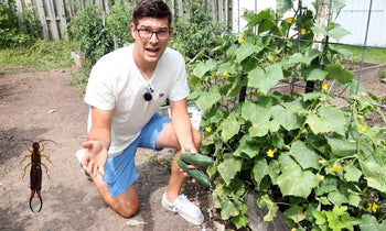 A man talking about how to get rid of earwigs in a garden.