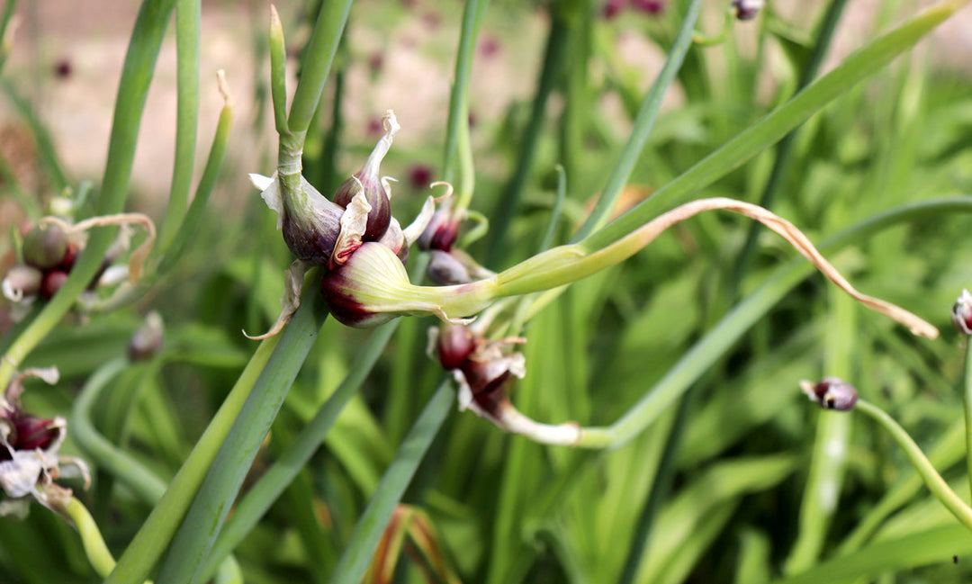 Egyptian Walking Onions growing in a garden.