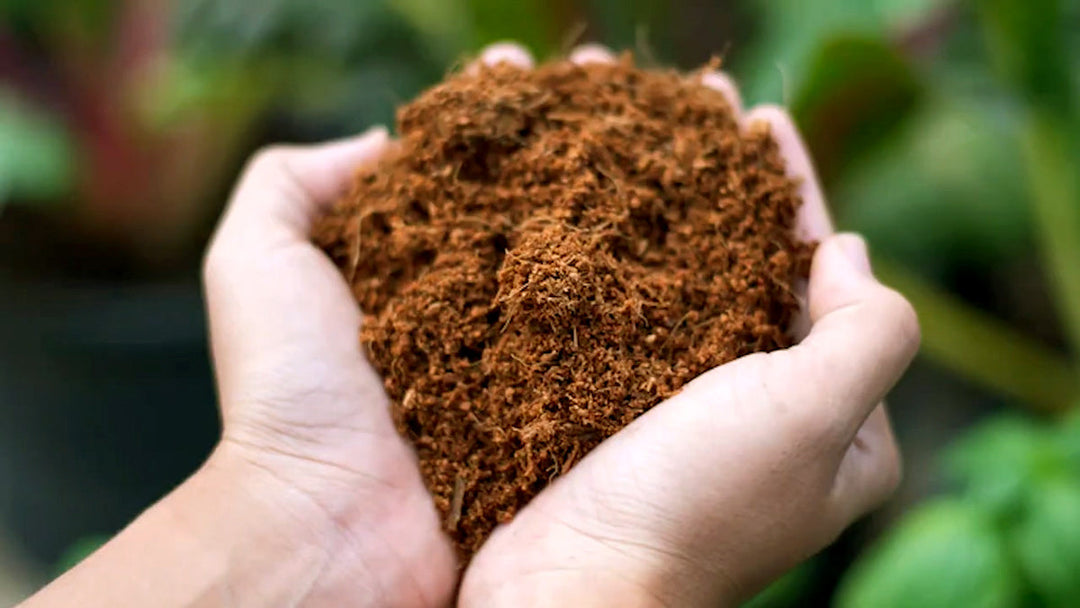 A person holding a handful of coconut coir. 