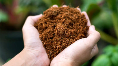 Elevate Your Gardening with Coconut Coir