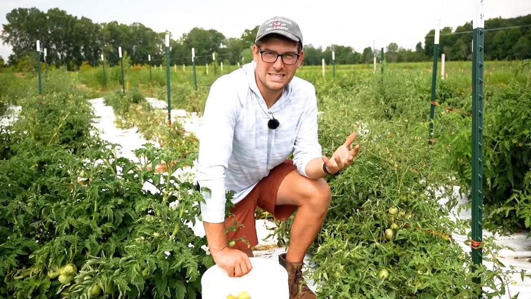 A man demonstrating how to Florida weave tomatoes.