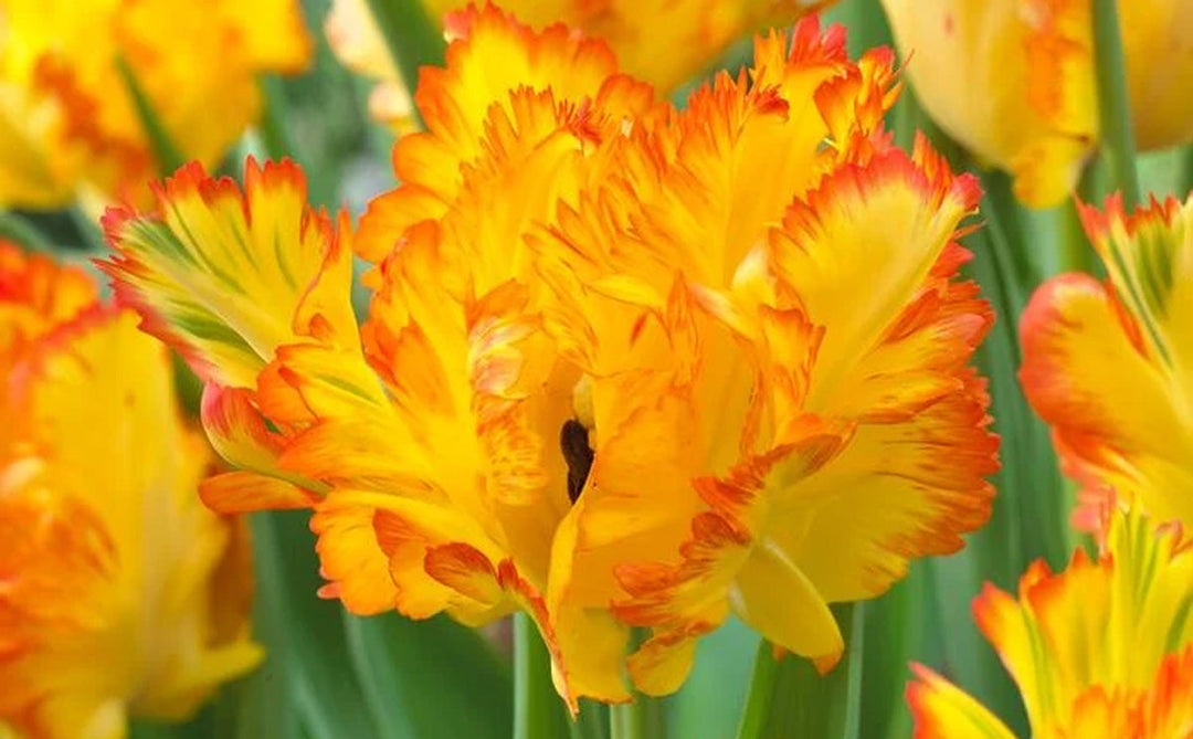 Tulip flower bulbs planted in fall that are blooming in spring.
