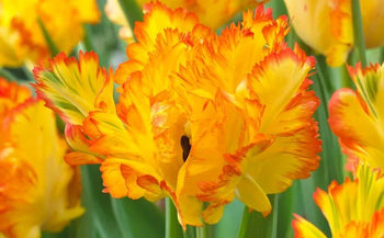 Tulip flower bulbs planted in fall that are blooming in spring.