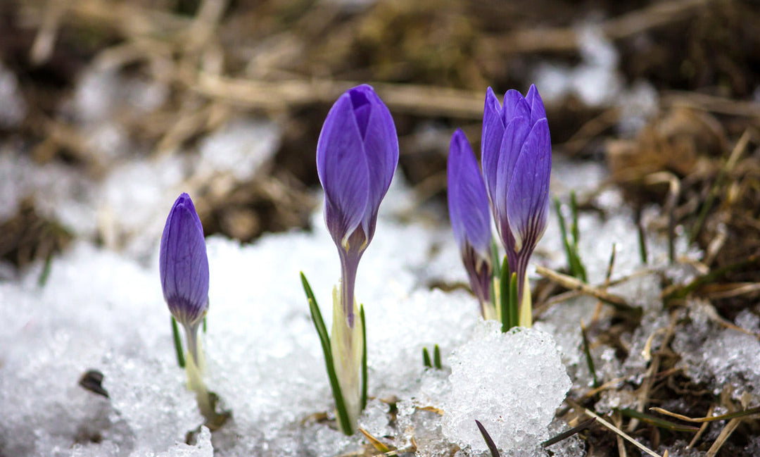 Crocus bulbs planted in fall starting to bloom in the early spring.