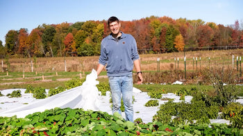 A man covering plants with a frost blanket in case of frost. 