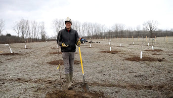 A man planting an orchard with proper fruit tree spacing. 