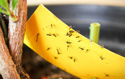 How to Get Rid of Fungus Gnats  Indoors - 7 Simple Ways
