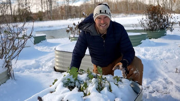 A man harvesting kale from the garden in the winter.