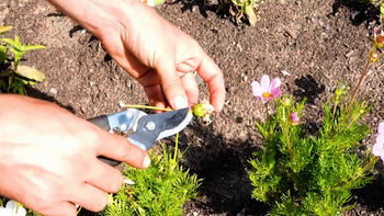 A man using bypass hand pruners in a garden.