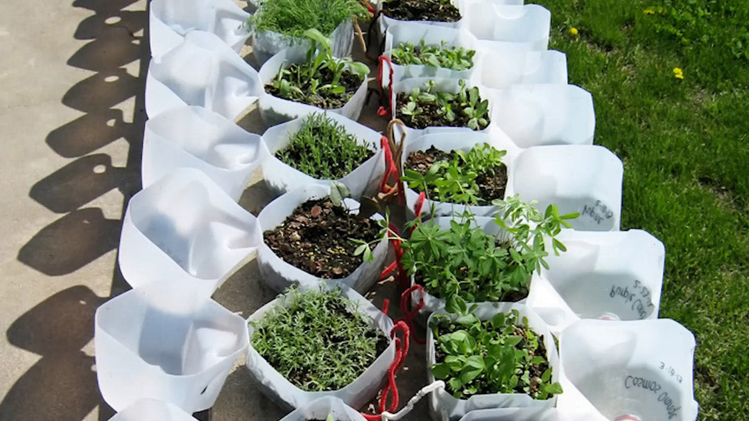 Winter sown seedlings growing in jugs.