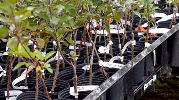 Grafted fruit trees ready for planting. 