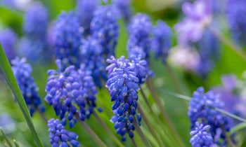 Grape hyacinths growing in a garden.