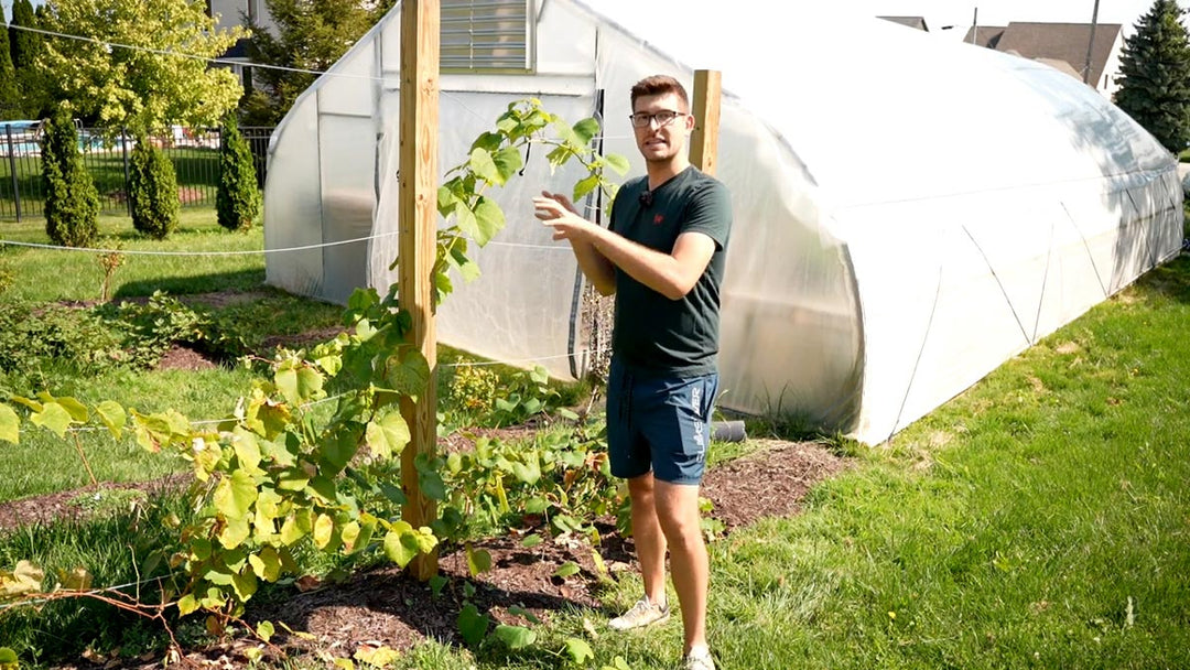 A man gesturing to a grape vine trellis.