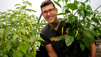 A man in a greenhouse growing beautiful, healthy plants.