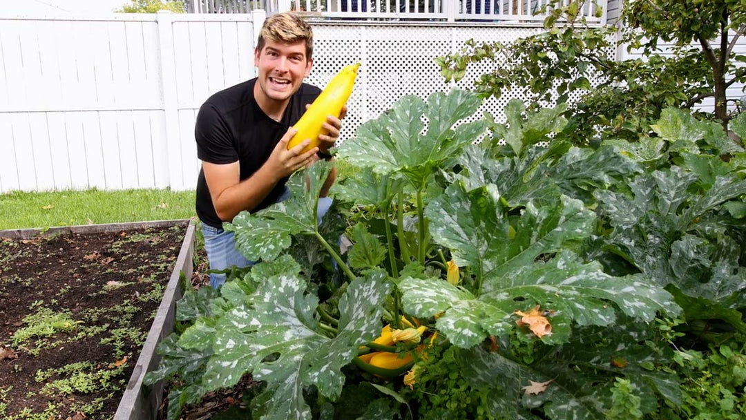 A man with a healthy golden zucchini plant.