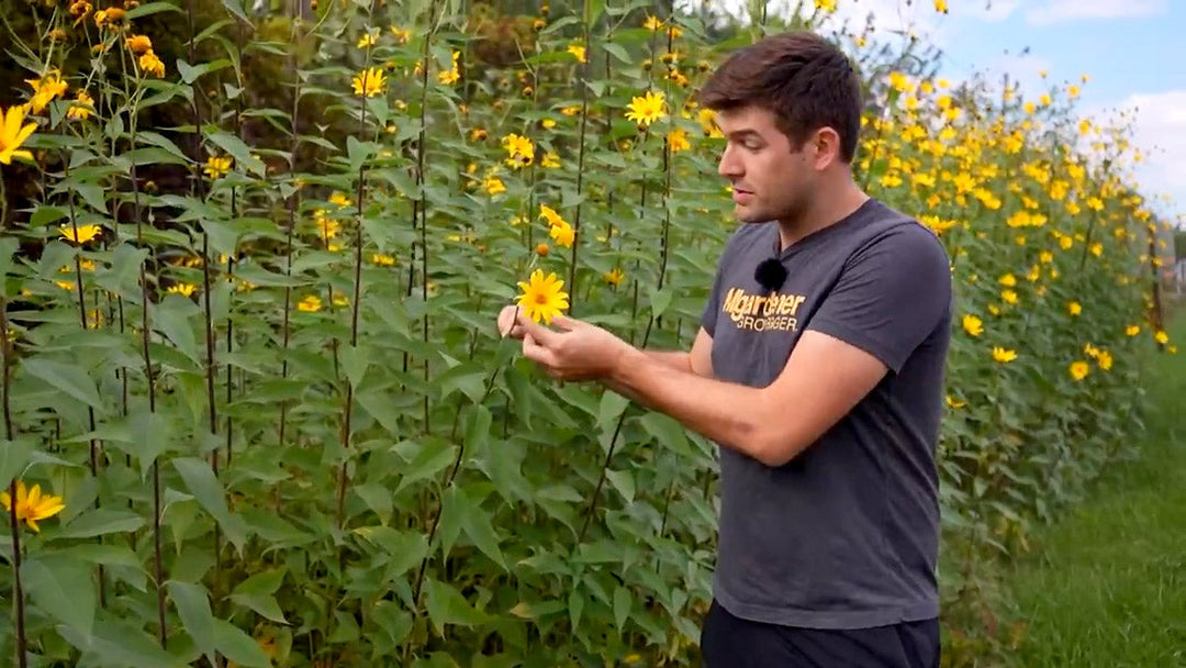 A man identifying wild Jerusalem artichokes.