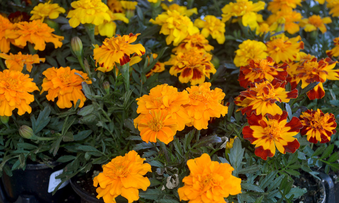 A gardener growing marigolds from seed.