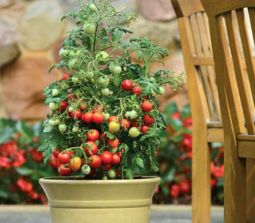 Expert Advice on Growing Tomatoes in Containers