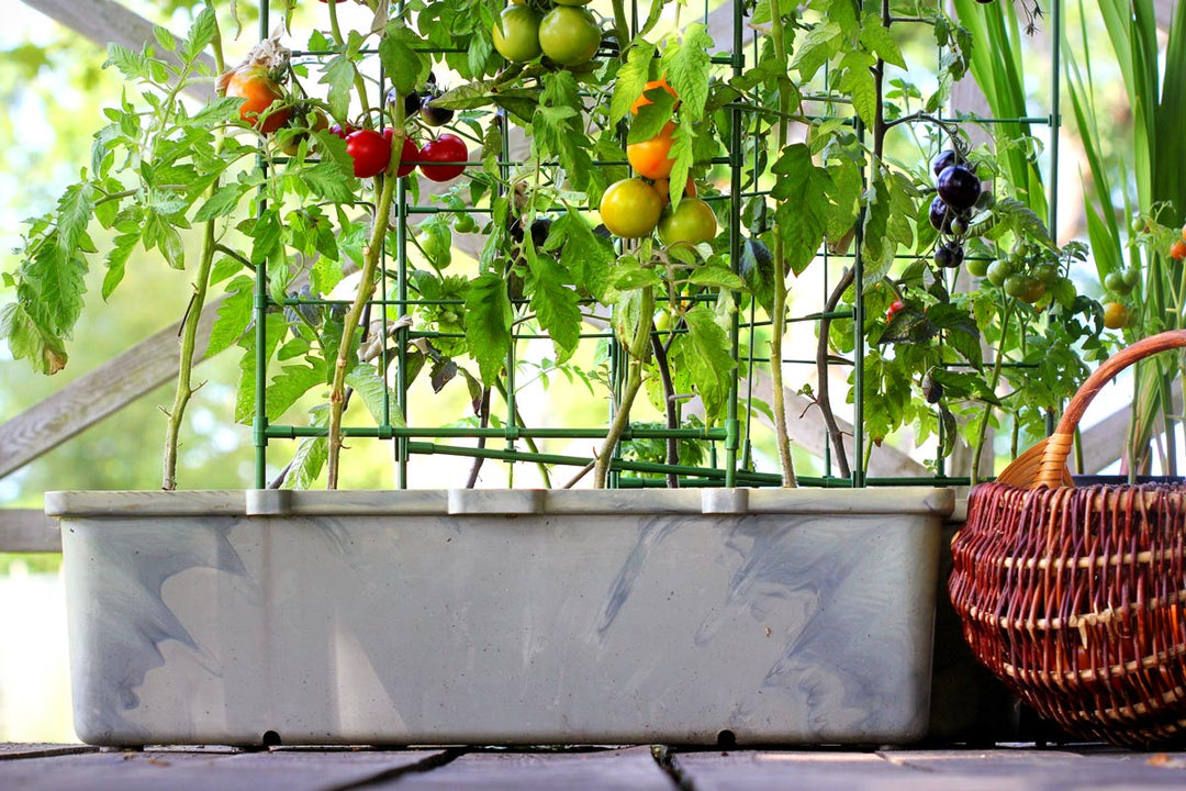 Healthy tomato plants growing in containers. 
