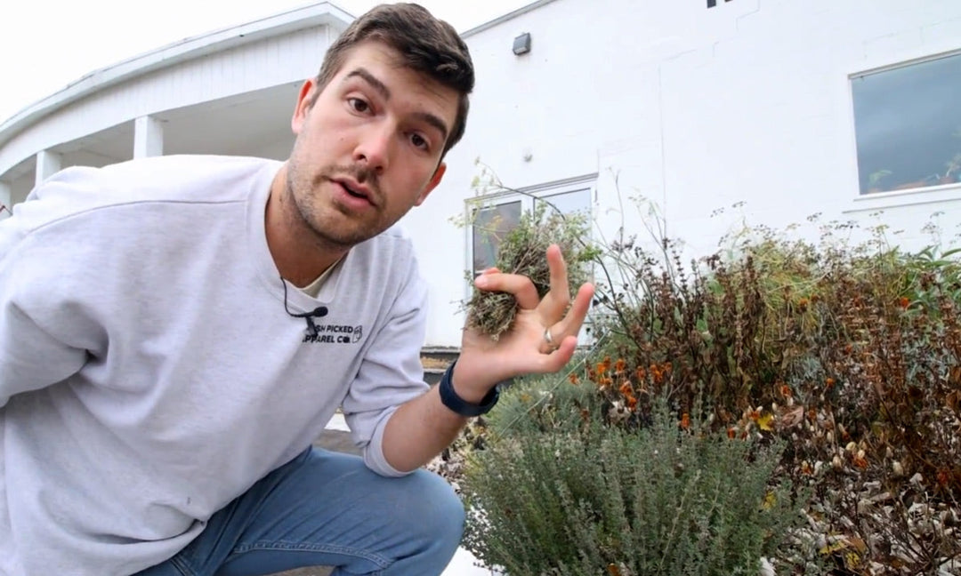 A man harvesting herbs in a garden.