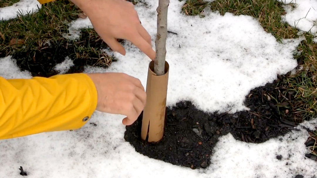 A man using a homemade tree guard to protect a sapling tree overwinter.