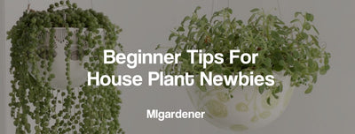 Beginner Tips For House Plant Newbies