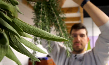 A man demonstrating how to dry herbs. 