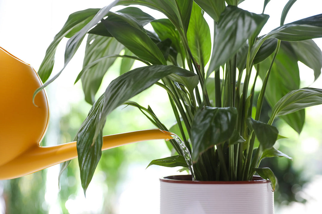 A person watering an indoor potted plant.