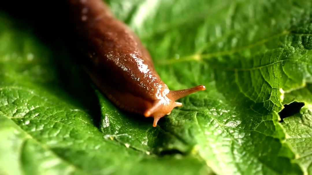  A slug on a plant leaf.